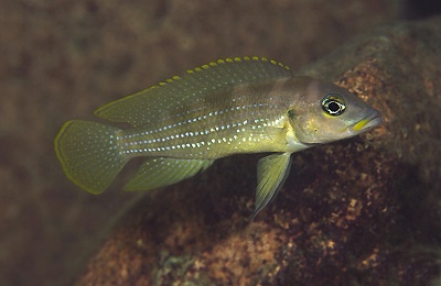 Neolamprologus tetracanthus 'Mtosi Bay'